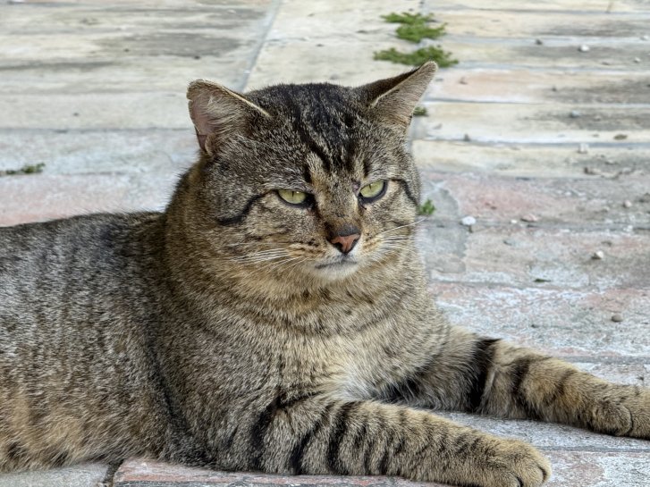 Picture of a cat / kitten / feline