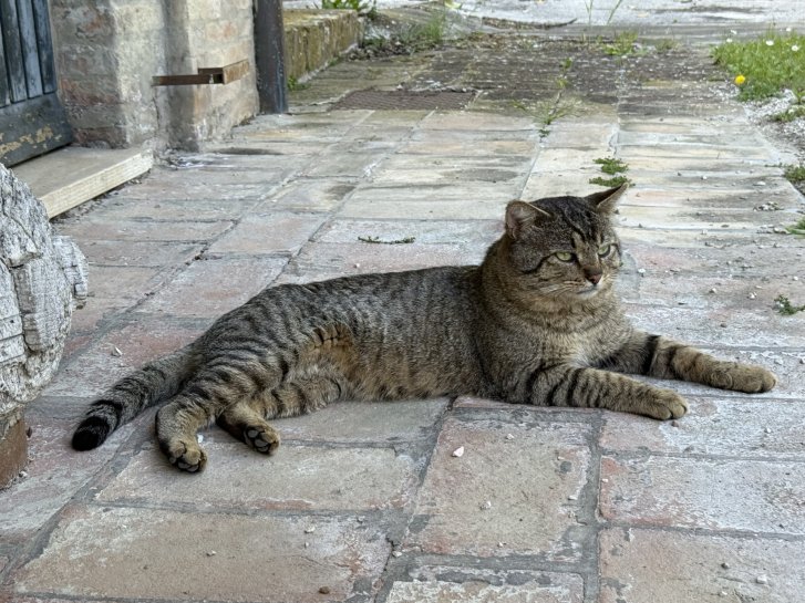 Picture of a cat / kitten / feline