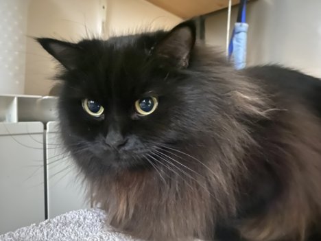 Picture of a cat / kitten / feline