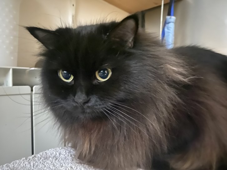 Picture of a cat / kitten / feline