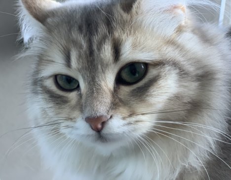 Picture of a cat / kitten / feline