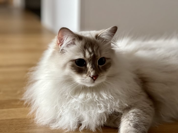 Picture of a cat / kitten / feline