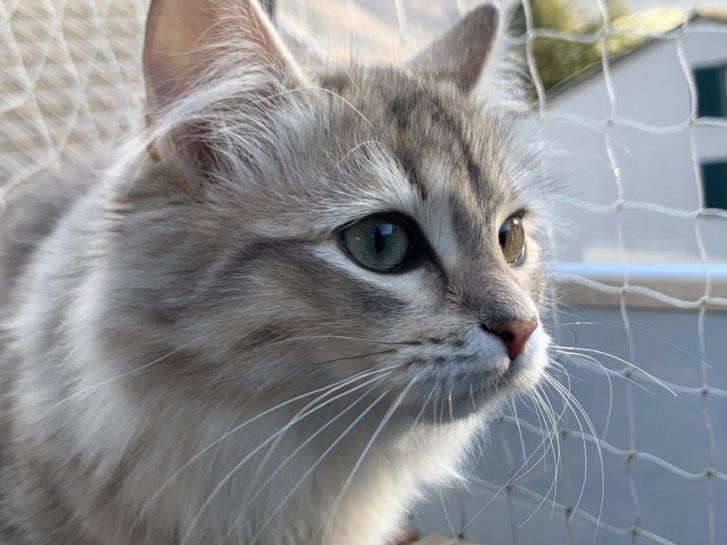 Picture of a cat / kitten / feline