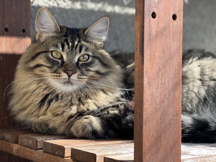 Picture of a cat / kitten / feline