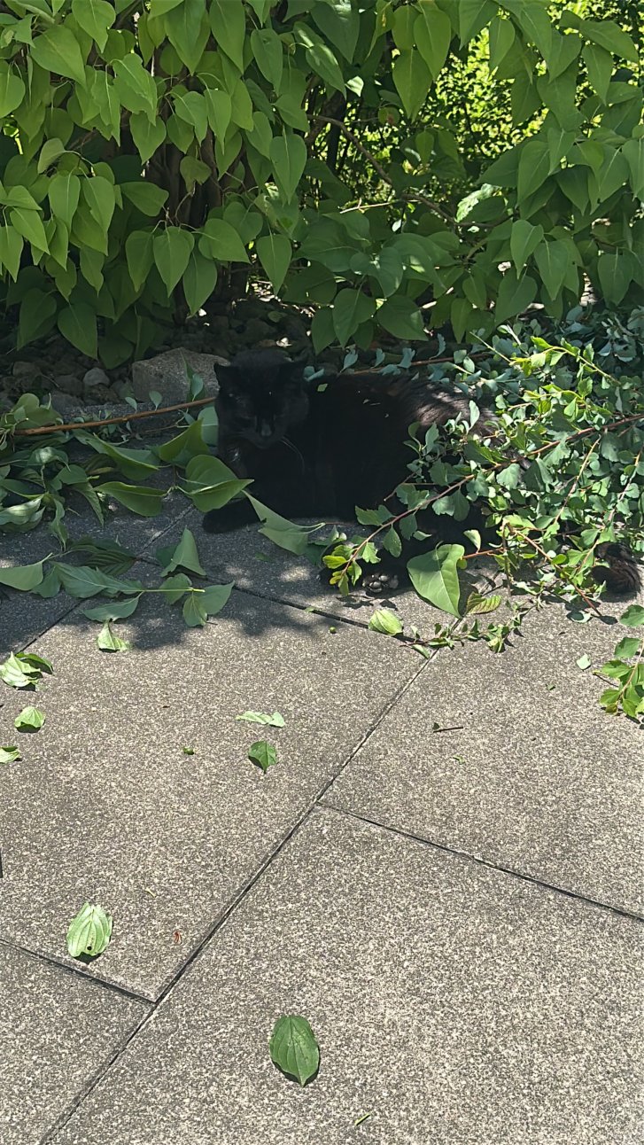 Picture of a cat / kitten / feline