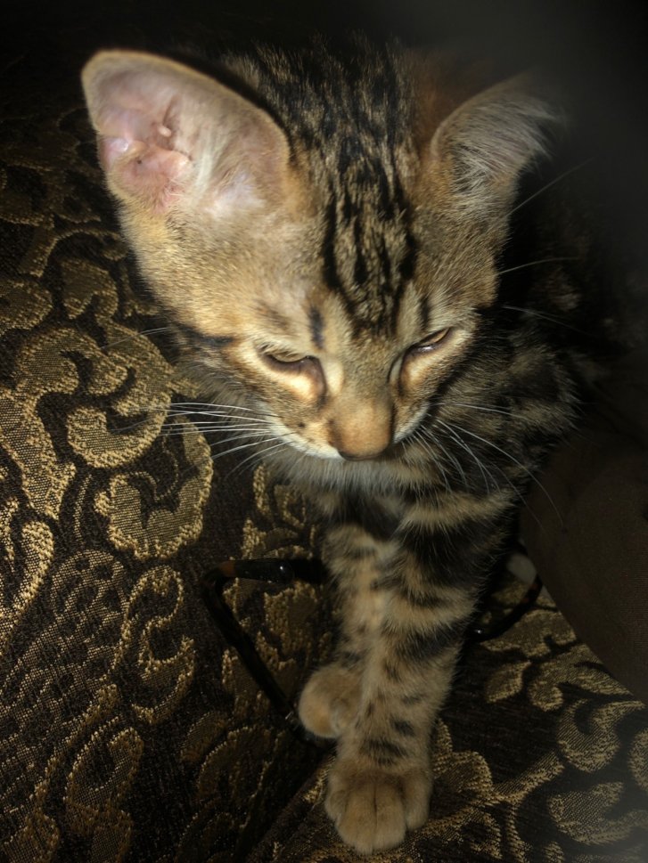 Picture of a cat / kitten / feline