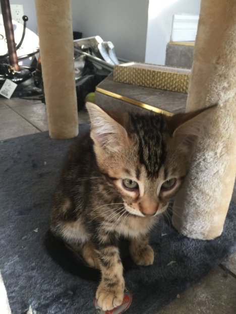 Picture of a cat / kitten / feline