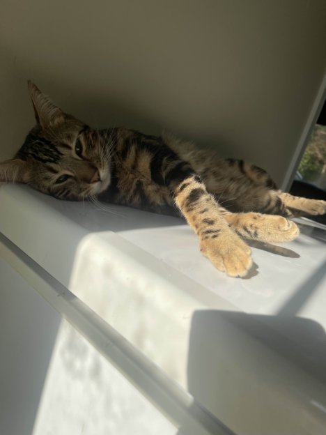 Picture of a cat / kitten / feline