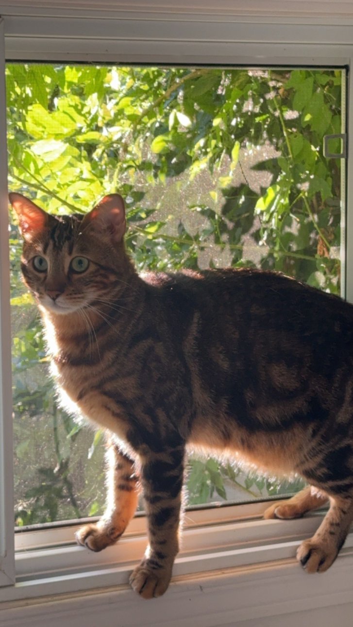 Picture of a cat / kitten / feline