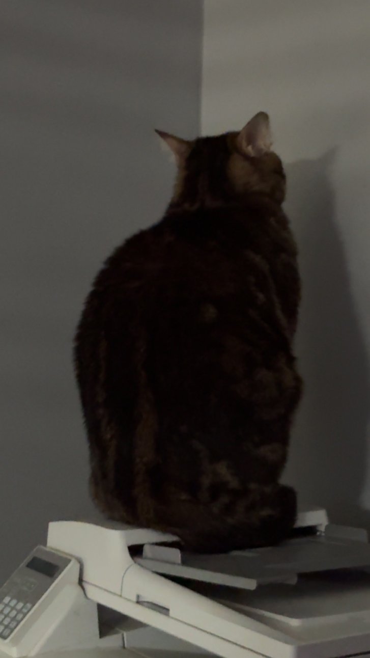 Picture of a cat / kitten / feline