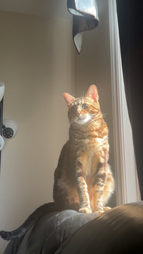 Picture of a cat / kitten / feline