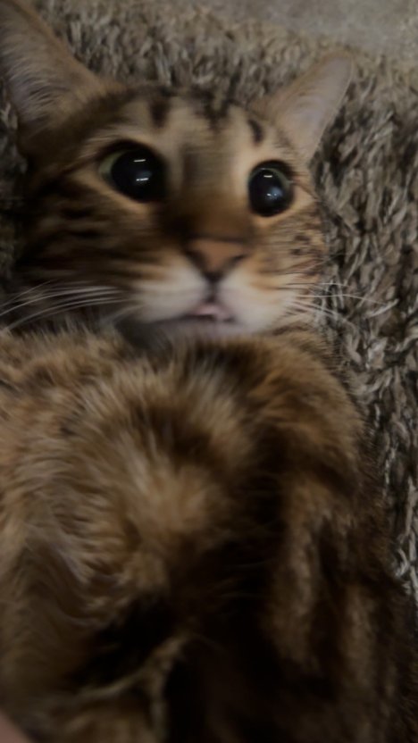 Picture of a cat / kitten / feline