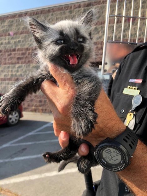 Picture of a cat / kitten / feline