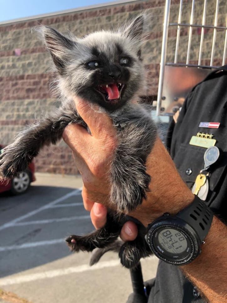 Picture of a cat / kitten / feline