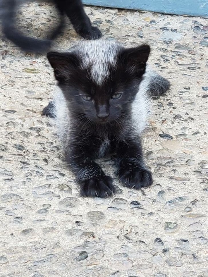 Picture of a cat / kitten / feline