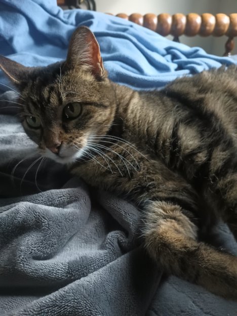 Picture of a cat / kitten / feline