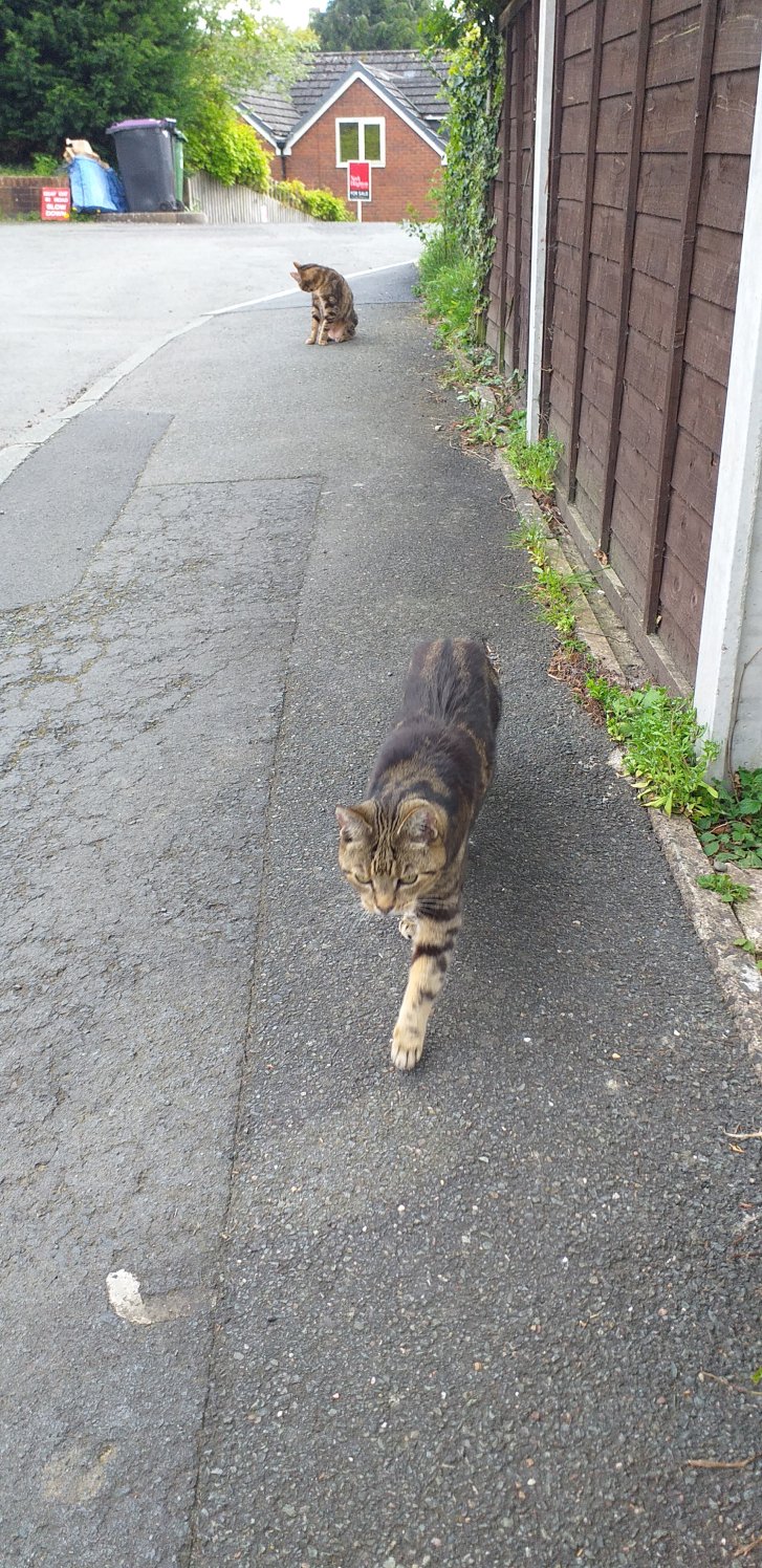 Picture of a cat / kitten / feline