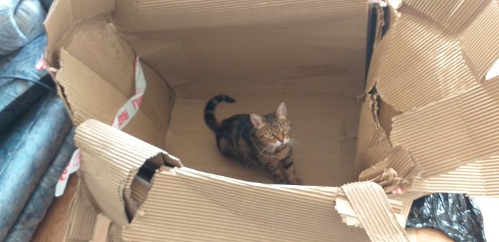 Picture of a cat / kitten / feline