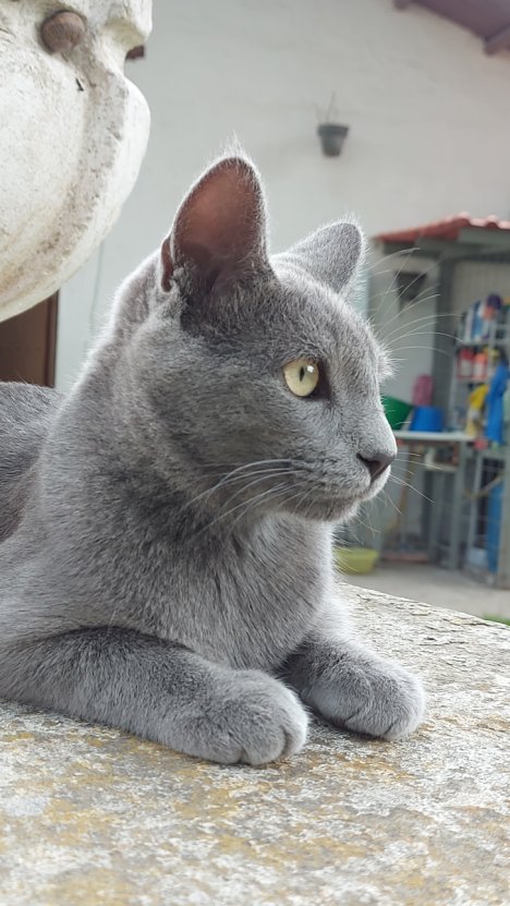 Picture of a cat / kitten / feline
