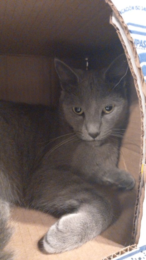 Picture of a cat / kitten / feline