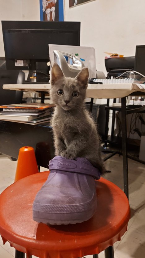 Picture of a cat / kitten / feline