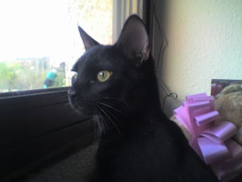 Picture of a cat / kitten / feline