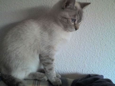 Picture of a cat / kitten / feline