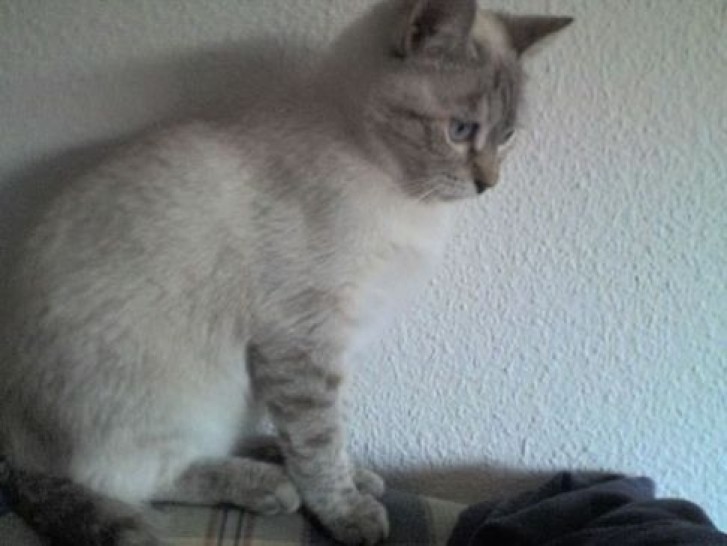 Picture of a cat / kitten / feline