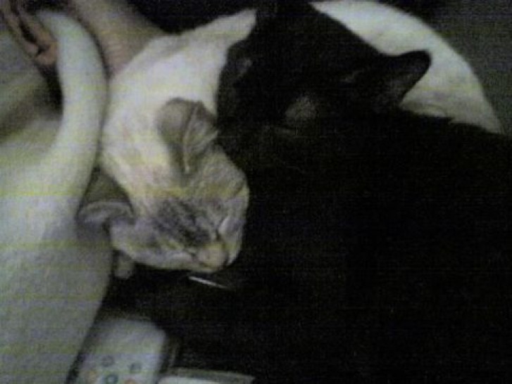 Picture of a cat / kitten / feline