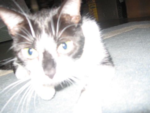 Picture of a cat / kitten / feline