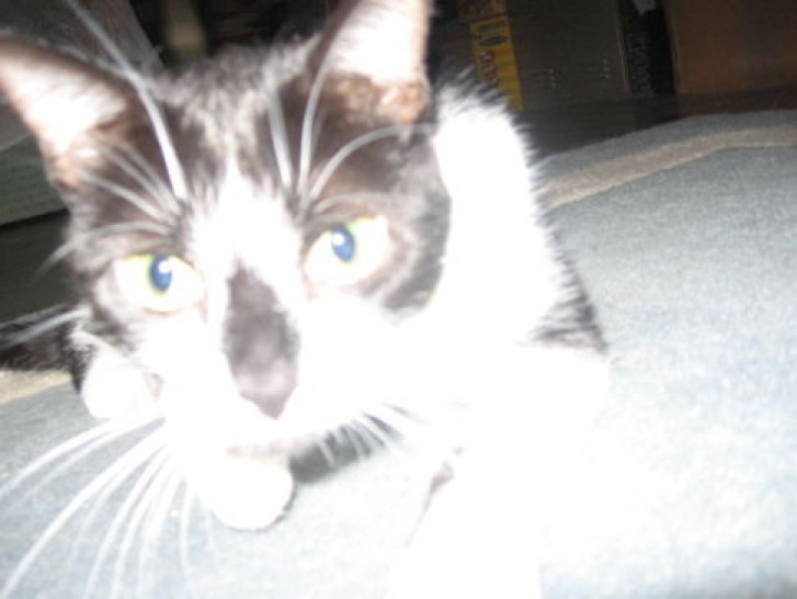 Picture of a cat / kitten / feline