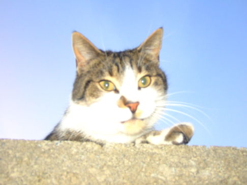 Picture of a cat / kitten / feline