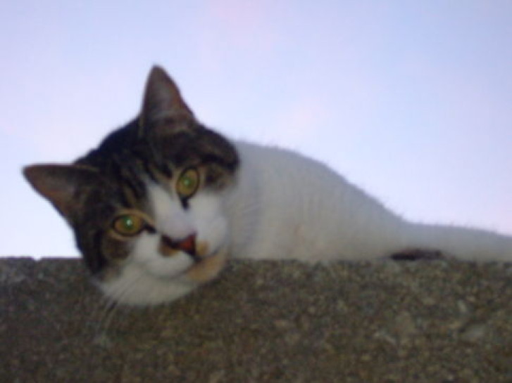 Picture of a cat / kitten / feline