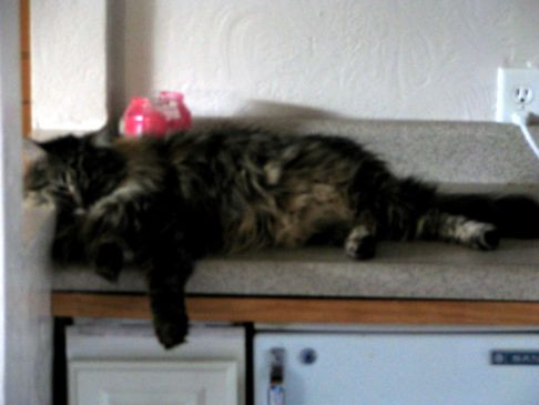 Picture of a cat / kitten / feline