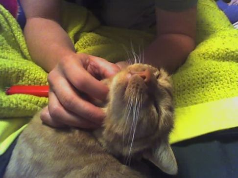 Picture of a cat / kitten / feline