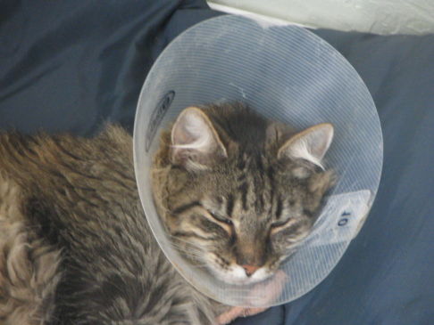 Picture of a cat / kitten / feline