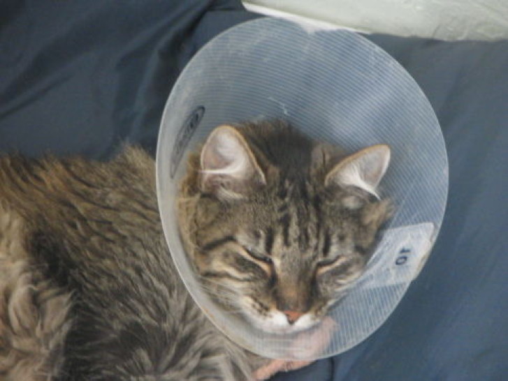 Picture of a cat / kitten / feline