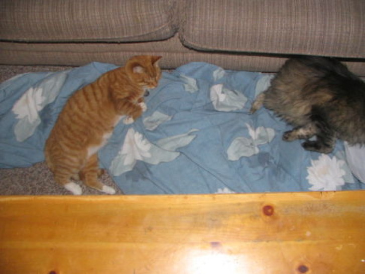 Picture of a cat / kitten / feline