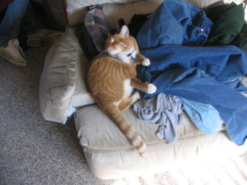 Picture of a cat / kitten / feline