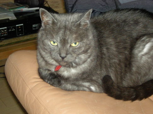 Picture of a cat / kitten / feline