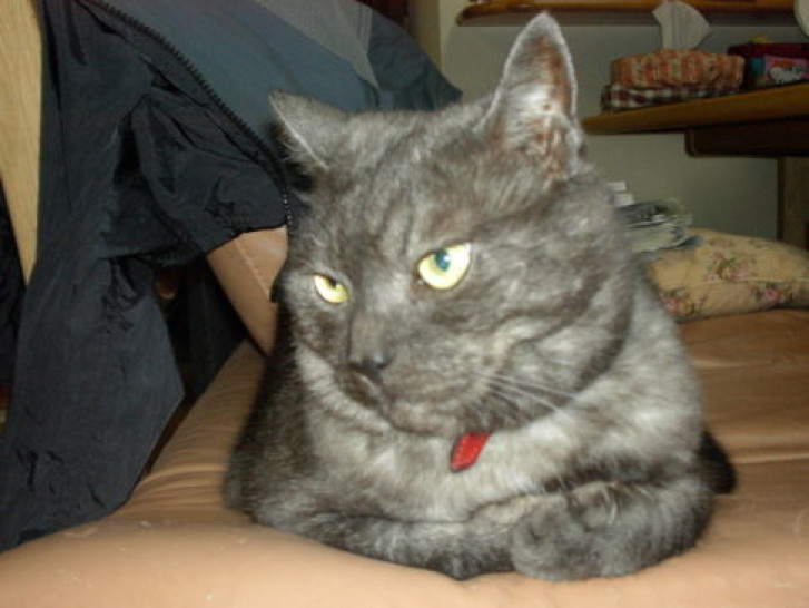 Picture of a cat / kitten / feline