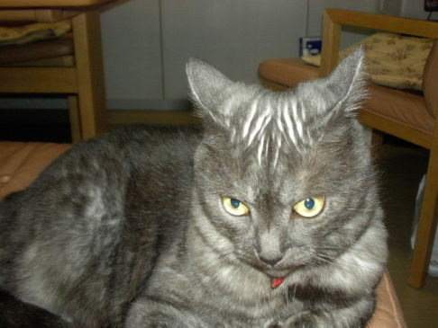 Picture of a cat / kitten / feline