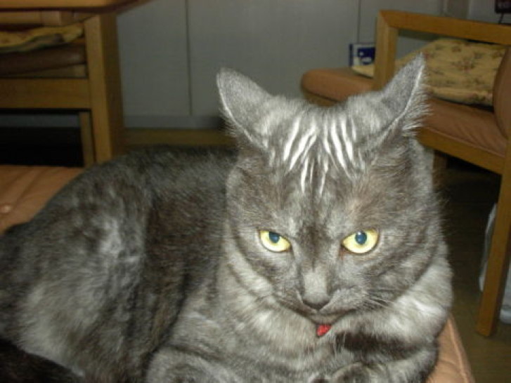 Picture of a cat / kitten / feline