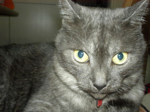 Picture of a cat / kitten / feline