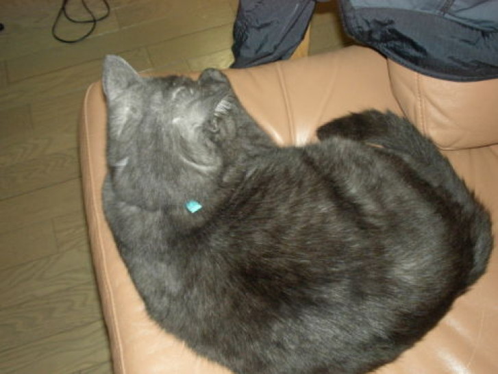 Picture of a cat / kitten / feline