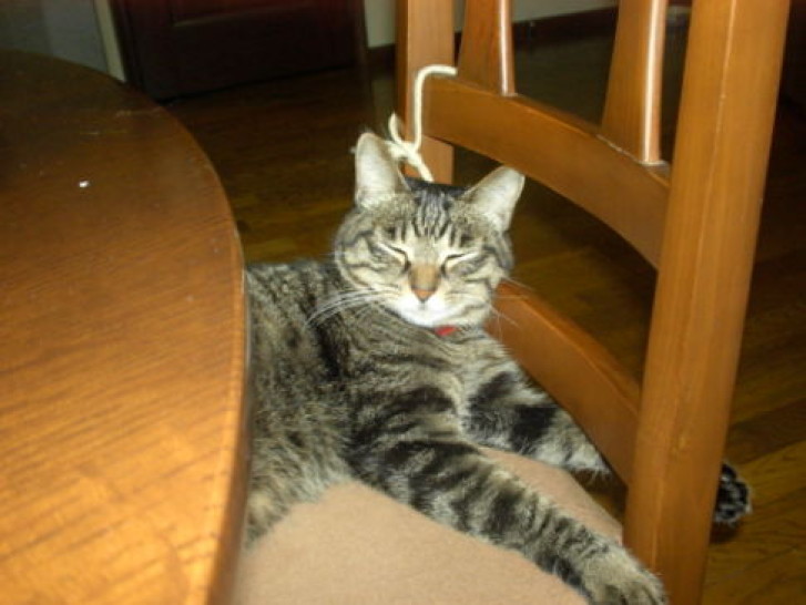 Picture of a cat / kitten / feline