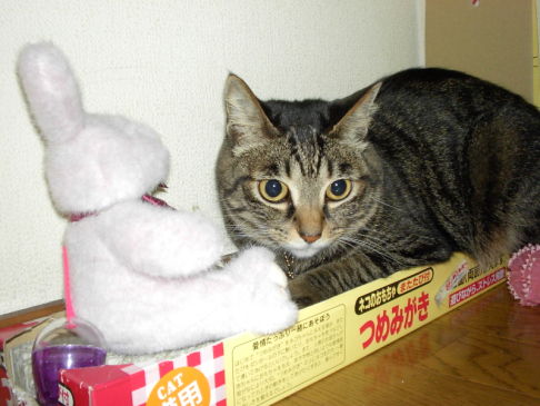 Picture of a cat / kitten / feline