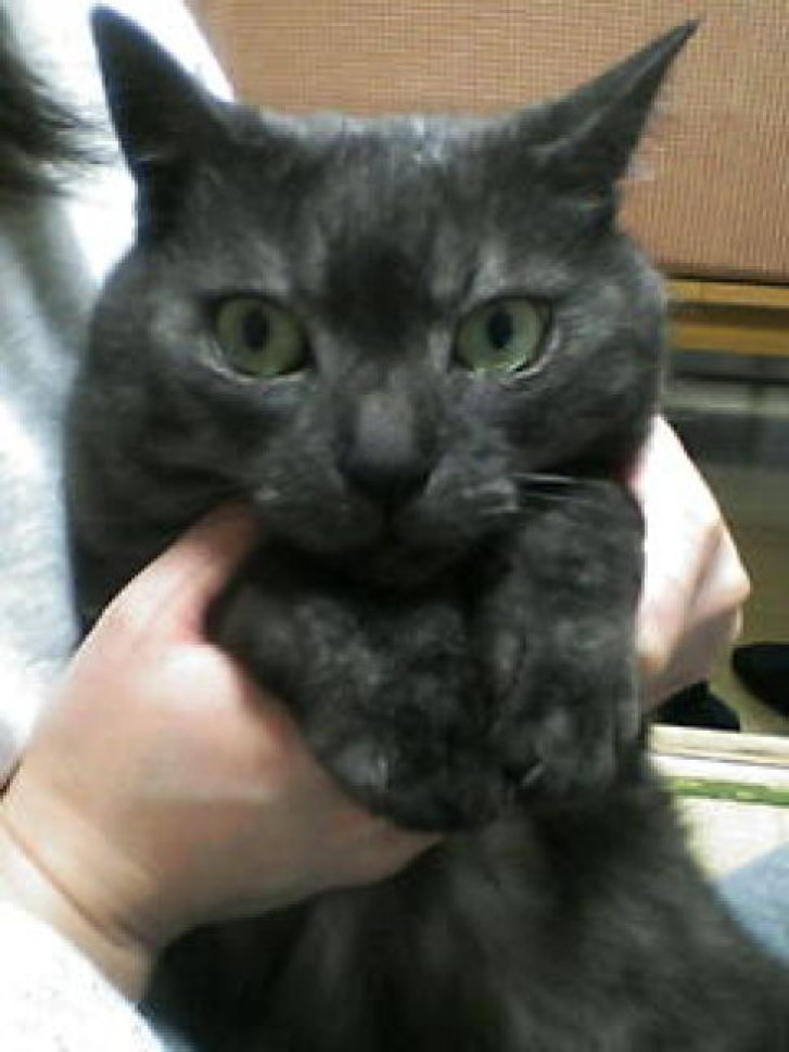 Picture of a cat / kitten / feline