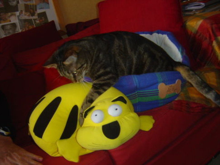 Picture of a cat / kitten / feline