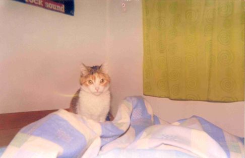 Picture of a cat / kitten / feline